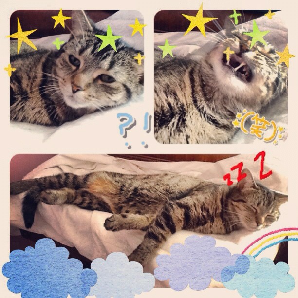 Cat's different moods collage
