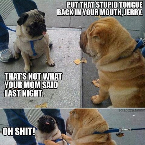 Dogs' humorous banter
