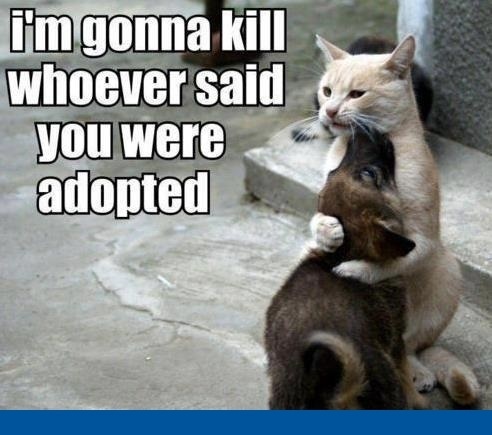 Protective cat sibling moment