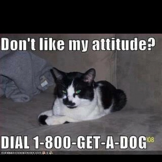 Sassy cat suggests getting a dog
