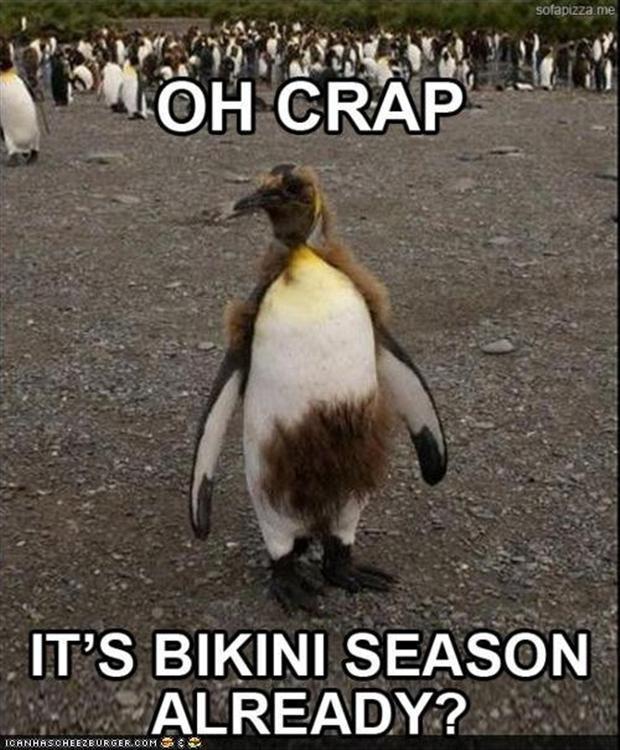 Penguin Worried About Bikini Season