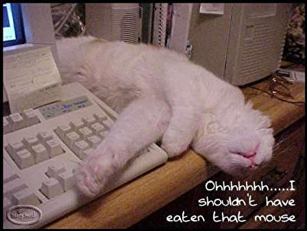 Cat regrets computer mouse