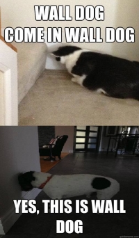 Dog blending with the wall