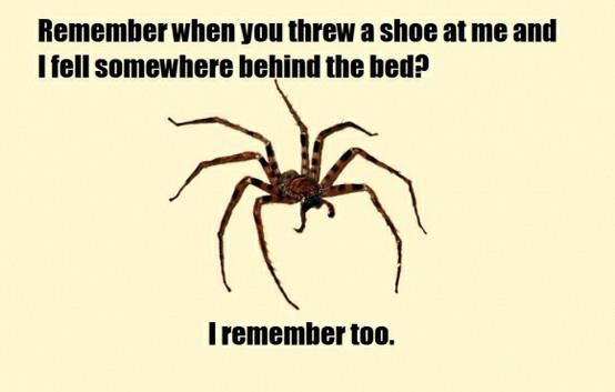 Vengeful Spider's Reminder