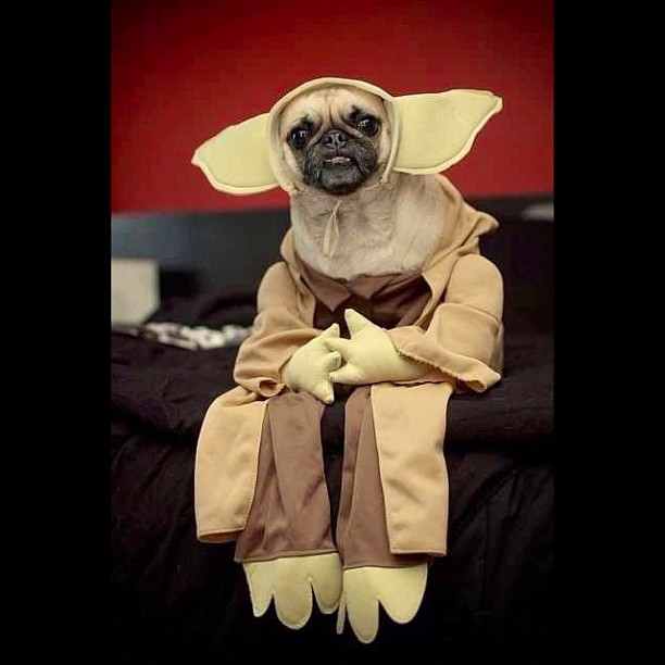 Pug Dressed as Sci-Fi Character