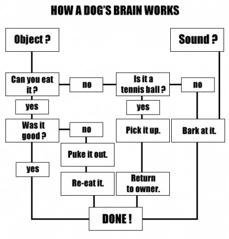 Dog's Decision-Making Flowchart