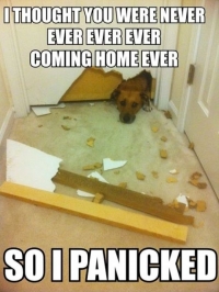 Guilty Dog's Adorable Excuse