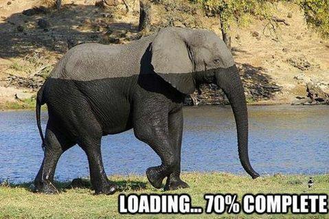 Elephant Loading Progress Bar