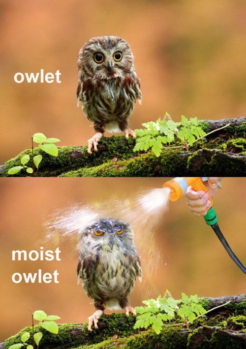 Owlet becomes moist owlet