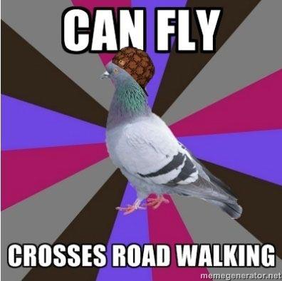 Perplexed Pigeon Conundrum