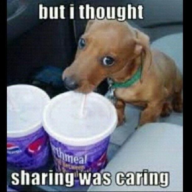 Dog's Milkshake Misunderstanding