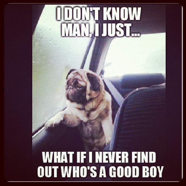 Existential Pug Crisis