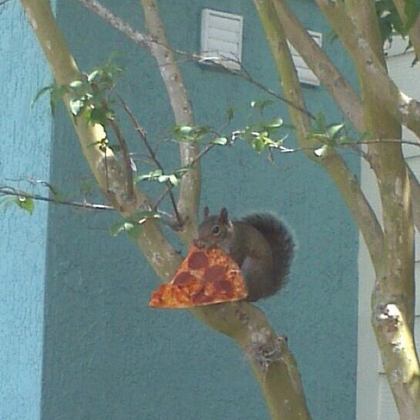 Squirrel's Pizza Party in a Tree