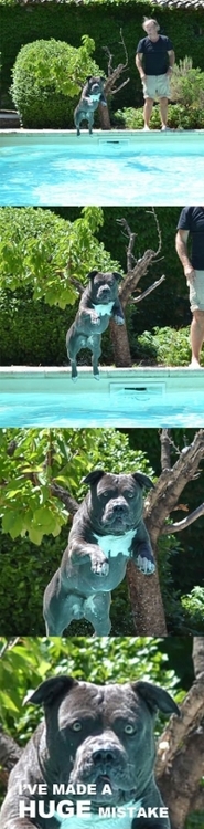 Dog's Pool Jump Mistake