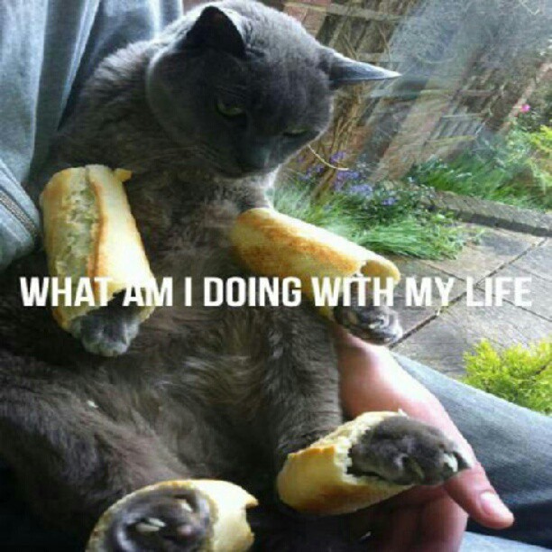 Existential Cat Crisis