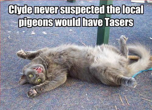 Cat shocked by pigeon enforcement