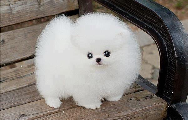 Fluffy Doggo Overload