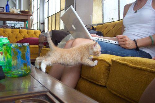 Kitten's adorable couch stretch