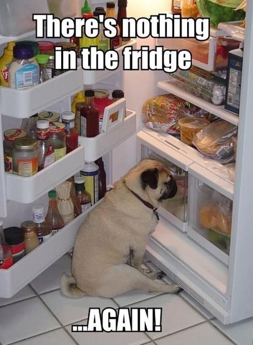 Dog bewildered by empty fridge