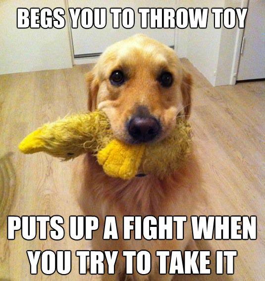 Dog's playful toy dilemma