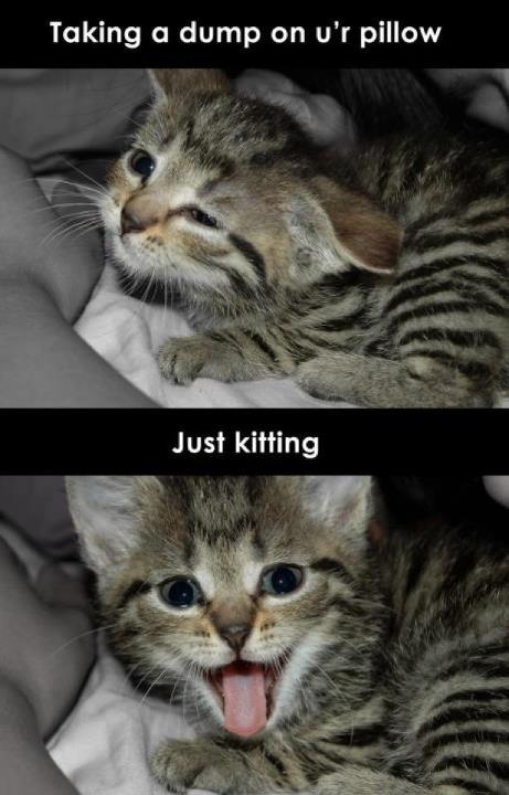 Kitten prankster with a pun