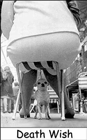 Brave dog under precarious shelter