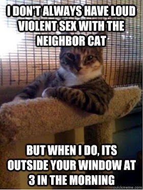 Cat with an attitude