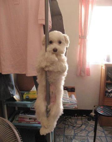 Pole-dancing pooch acrobat