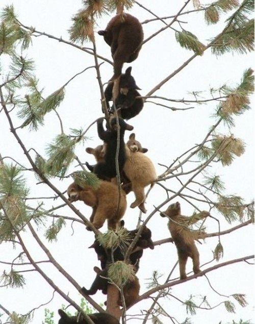 Bear Climbing Party