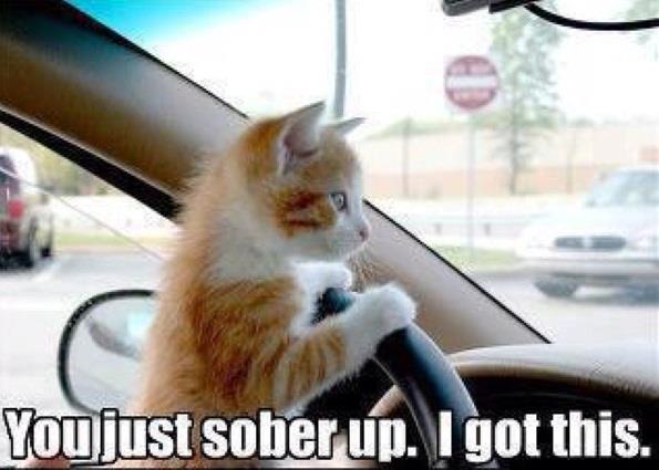 Designated driver cat in charge