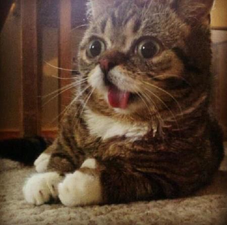 Shocked cat's hilarious expression