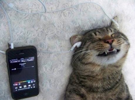 Cat enjoying the music