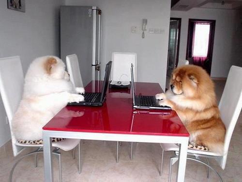 Dogs in a business meeting
