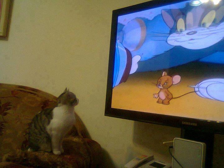 Cat watches mouse on TV