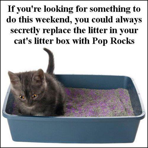 Cat litter box prank idea
