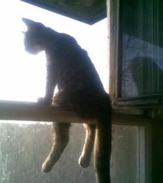 Contemplative Cat Chills on Window