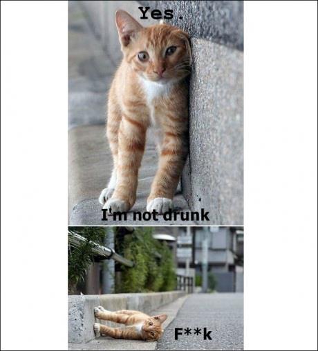 Clumsy cat's sudden realization