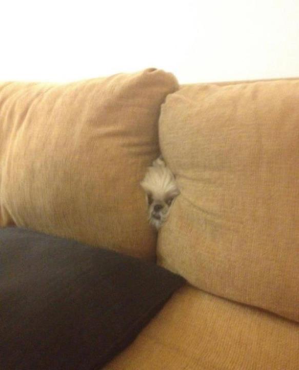 Peekaboo Pup in Couch Fort