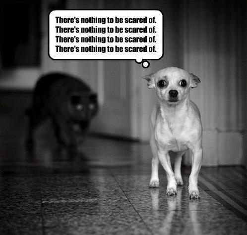 Dog confronting fears