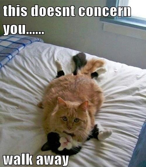 Cat's Privacy Protocol