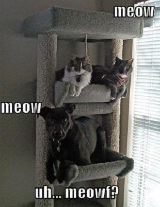 Dog tries fitting in with cats