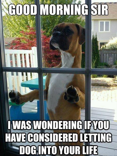 Polite Dog Seeks Entry