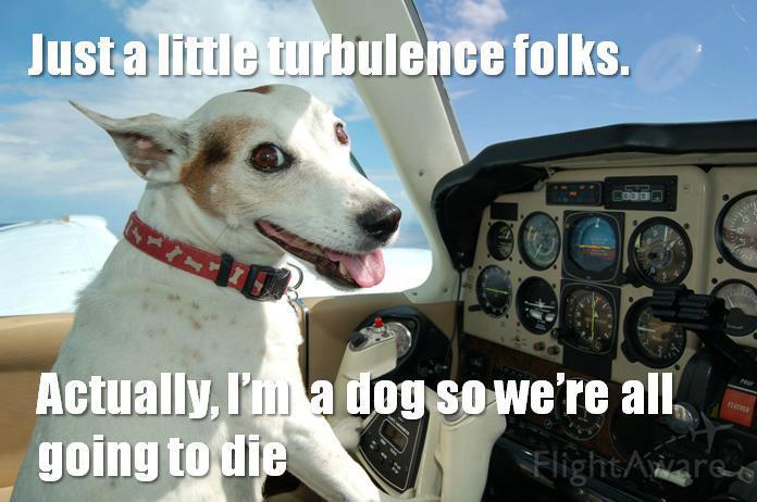 Dog pilot humorously predicts doom