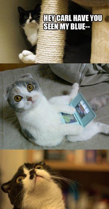 Cat Caught in the Act