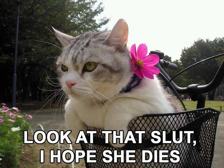 Disapproving cat with flower