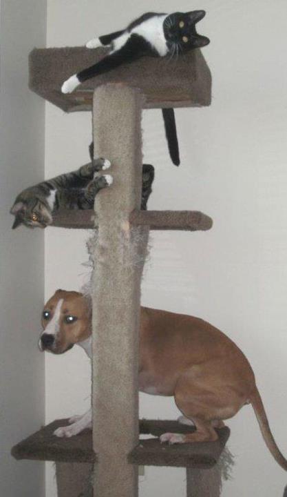 Dog in a cat tree dilemma
