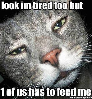 Demanding Cat's Ultimatum