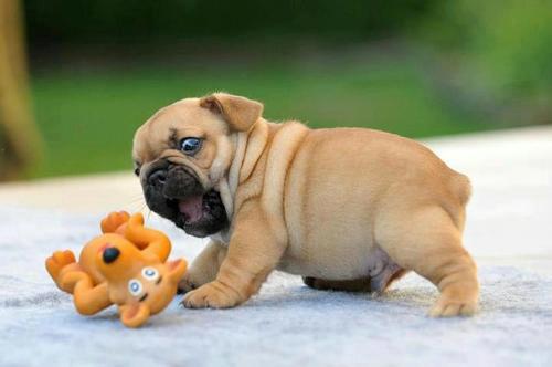 Puppy surprised by toy