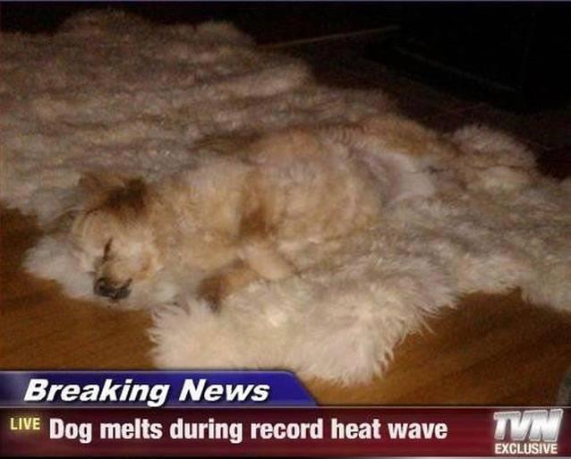 Melting Dog Amid Heatwave