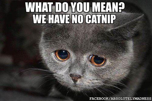 Disbelief in a Cat's Eyes